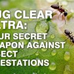 Winter Plant Care Against Insect Infestations