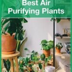 Air-purifying Plants For Families