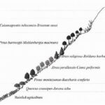 Altitudinal Gradient And Plant Flowering.