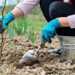 Avoidable Errors In Flower Planting