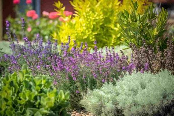 Backyard Fragrance Plant Tips