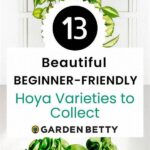 Beginner-friendly Houseplant Varieties