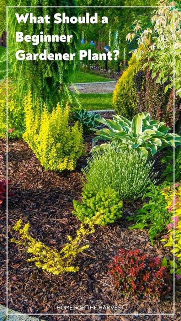 Beginner Gardener Plant Suggestions