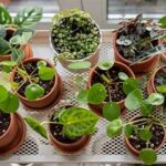 Best Indoor Plants For Children