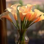 Best Vase Care Suggestions