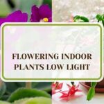 **blooming Indoors Low Light**
