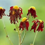 Causes Of Flower Wilting