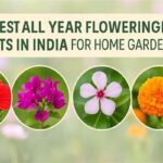 Child-friendly Flowering Plants Guide