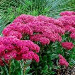 Climate Adaptation For Year-round Flowers