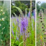 Comparing Characteristics Of Wildflower Species