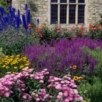Continuous Flowering Plants For Borders