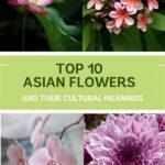 “cultural Interpretations Of Blooms”