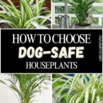 Dog-safe Indoor Greenery Options