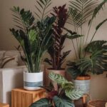 Durable Indoor Plant Decoration Tips