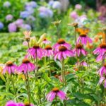 Easy Growing Garden Perennials