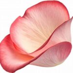 Elegant Petal Design Inspirations