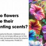 Enchanting Scents From Blossoming Plants