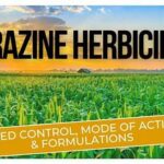 Environmentally Safe Herbicide Alternatives
