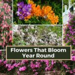 Essential Tasks For Year-round Blooming