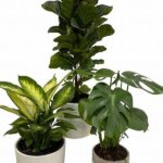 Evergreen Indoor Floral Design