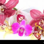 Exotic Blossoms For Prom Celebration