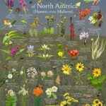 Exploring Native Wildflower Species