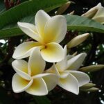 Flowers With Best Fragrance