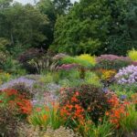 Hardy Perennials For Vibrant Gardens