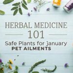 Herbal Remedies For Pets’ Wellbeing