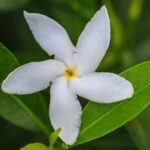 Highly Recommended Scented Blooms