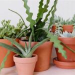How To Grow Cat-safe Succulents