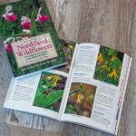 “how To Identify Wildflower Species”