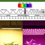 Impact Of Light On Plant Growth