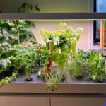 Indoor Gardening Light Strategies