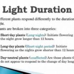 Light Duration And Plant Blooming
