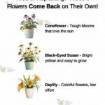 Low-effort Blooms For Garden