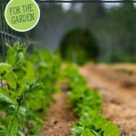 Low-impact Techniques For Managing Weeds