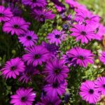 Low-maintenance Drought-tolerant Flowers