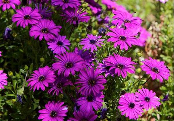 Low-maintenance Drought-tolerant Flowers