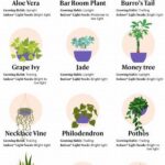 Low-maintenance Kids’ Plants