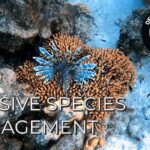 Managing Invasive Species In Wildflower Areas