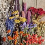 Maximizing Color Retention In Dried Flowers