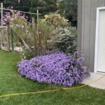 Most Aromatic Blooming Plants