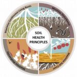 Native Flowers And Soil Health Improvement