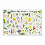 Native Wildflower Identification For Beginners