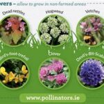 Native Wildflowers For Pollinators