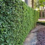 Natural Barriers For Garden Defense