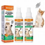 Non-toxic Flora For Kittens