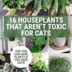 Non-toxic Houseplants For Cats