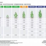 Nutrients To Extend Flower Lifespan
